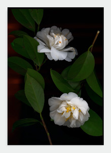 Flora Lynn Hurst Wholesale: LH11 White Camillias (Pack of 6)