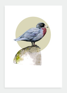 The Birds Wholesale: DB17 Whio  (Pack of 6)