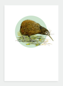 The Birds Wholesale: DB11 Kiwi (Pack of 6)