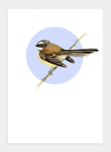 The Birds Wholesale: DB13 Fantail (Pack of 6)