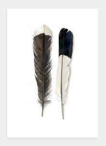 The Birds Wholesale: DB18 Feathers  (Pack of 6)