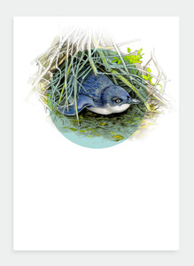 The Birds Wholesale: DB16 Little Blue Penguin  (Pack of 6)