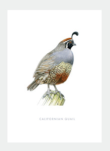 The Birds Wholesale: DB42 Californian Quail (Pack of 6)