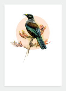The Birds Wholesale: DB36 Tui (Pack of 6)