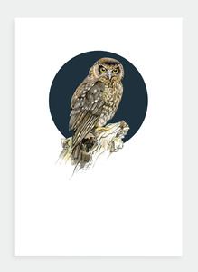 DB35 Morepork (Pack of 6)