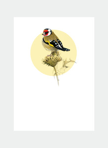 All Occasions Mini Wholesale: DBM13 Goldfinch (Pack of 6)