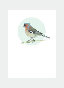 All Occasions Mini Wholesale: DBM11 Chaffinch (Pack of 6)