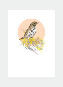 DBM14 Thrush  (Pack of 6)