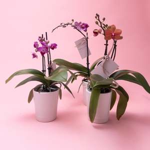 Gifts: Compact Phalaenopsis Orchid Plants