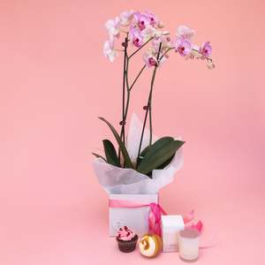 Spoil Her - Phalaenopsis Orchid Gift Set