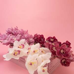 Fresh Flowers: Beautiful Locally Grown Orchids