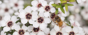 Products: プレミアム アーカイブ - Honey Market
