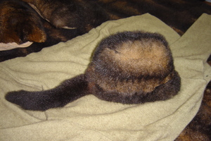Products: Davy Crockett Hat Envirofur