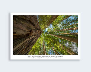 Rotorua: 640 - Post Art Postcard - Redwoods Forest