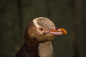 New Updated: SGI1115 - Hoiho/Yellow Eyed Penguin