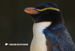 New Updated: SGI1116 - Fiordland Crested Penguin
