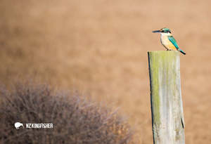 New Updated: SGI1121 - New Zealand Kingfisher/Kōtare