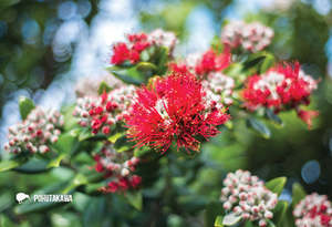 New Updated: SGI1123 - Pohutakawa