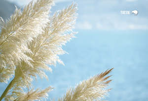 New Updated: SGI1122 Toetoe