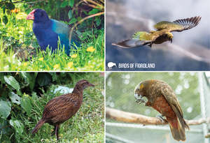 SGI1112 - Birds of Fiordland - Small Postcard
