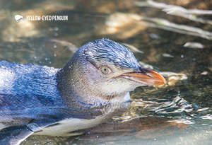 SGI1117 - Yellow-Eyed Penguin in the Water