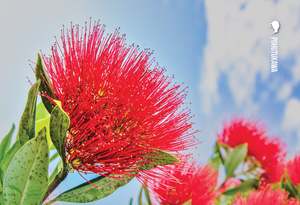 Wildlife: SGI1105 - Pohutukawa - Small Postcard