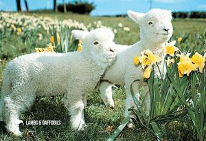 Wildlife: LGI070 - Lambs & Daffodils - Large Postcard