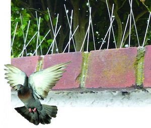 Popular: Bird Spikes