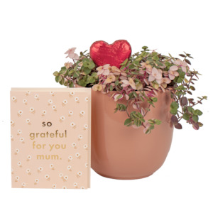 Valentines Day: Mums Sweet Plant & Pot