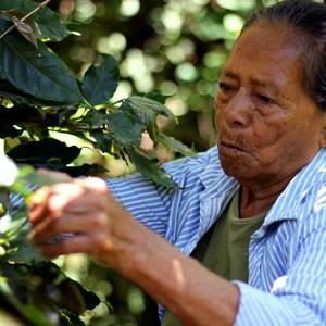 Coffee: Honduras Comsa - Fairtrade Organic