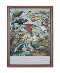 Framed Prints: Native Birds of New Zealand Framed Print