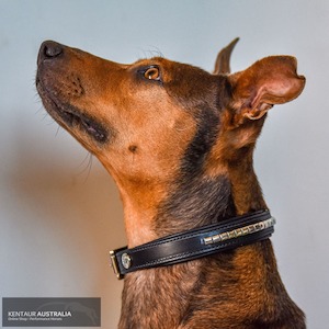 Dog Collars: Kentaur 'Semi-Roll' Dog Collar