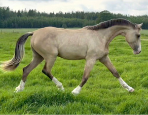 Afterpay Horse Supplies: Stallion 'Zapphire' Horse Semen