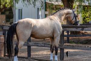 Products: Zapphire Boy | Buckskin Warmblood Stallion at Stud