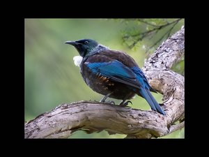 Products: Tui at The Brook - Erin Roughton – Protean Art Gallery – Nelson New Zealand