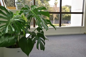 Products: Report Content on WordPress.com