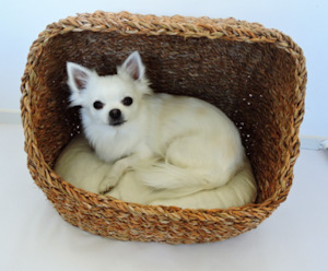Sleep Dog: Seagrass Cave Bed for Dogs