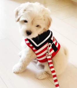 Dog Walk: Sailor Harness