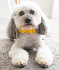 Dog Walk: BowWow Collar