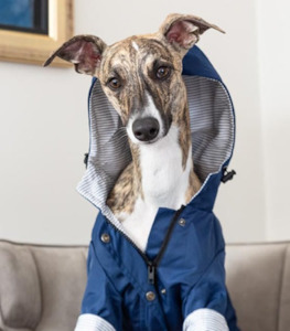 Wear Dog: Paddington Raincoat