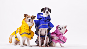 Wear Dog: Kensington Rain Slicker