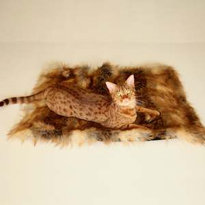 Sleep Cat: Luxury Faux Fur Throw for Cats