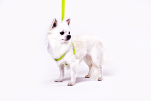 Dog Harnesses: Rolled Leather Step-In Harness