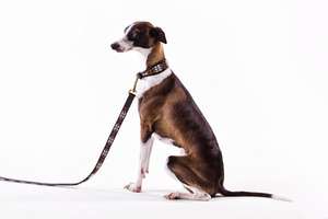Dog Leads: Bajuni Lead