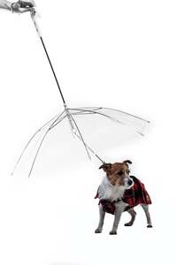 Dog Accessories: Dogbrella