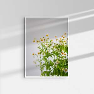 Art: Daisies I