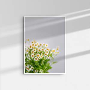 Art: Daisies II