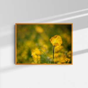 Art: Poppies II