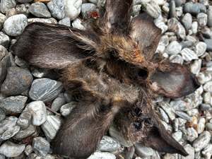 Treats: WILD WALLABY EARS - air-dried