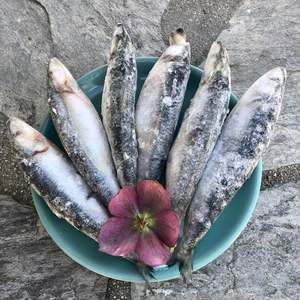 Omega 3: PILCHARDS - whole fish